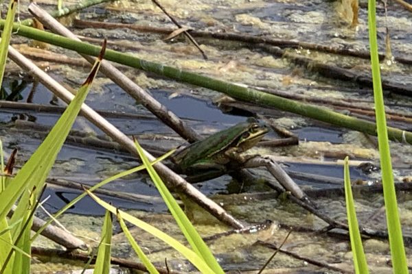 Green and Golden Bell Frog sitting on reeds in a pond